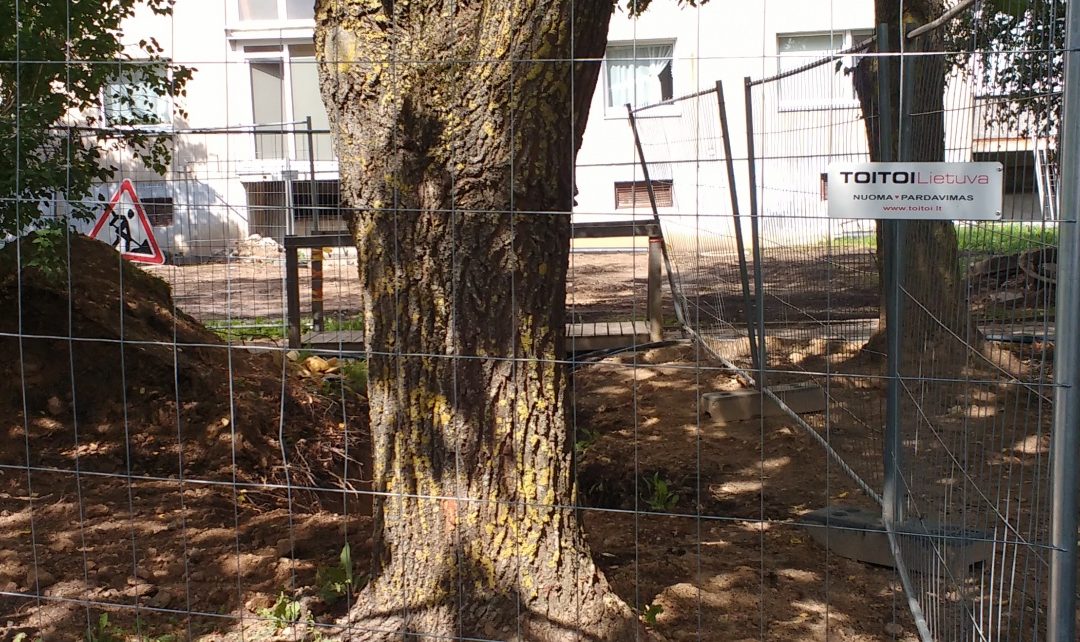 Valio! Šiluminės trasos darbai aplink ąžuolą jau užbaigti