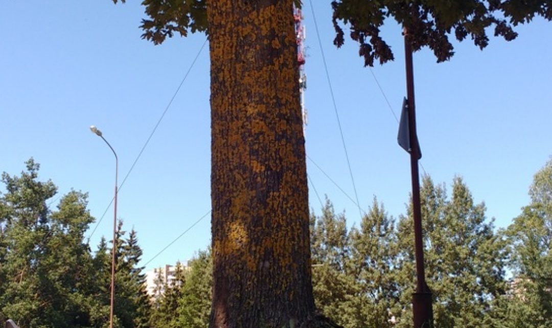 Padėkite išgelbėti Lieporių klevą