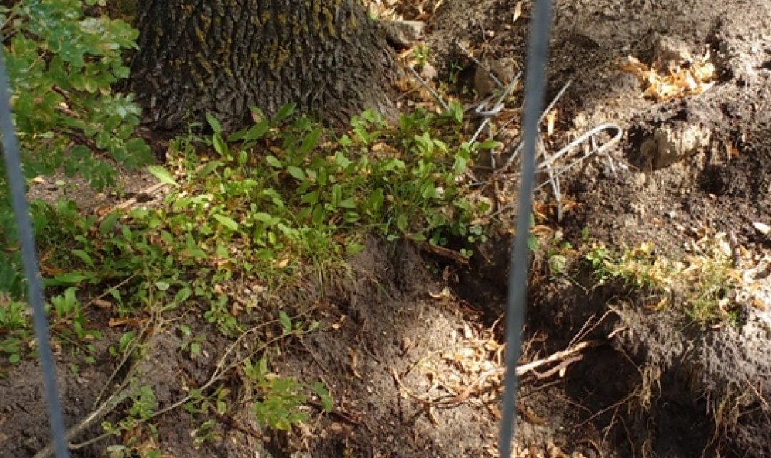 Gerų žmonių pagalbos šaukiasi ir Lieporių ąžuolas