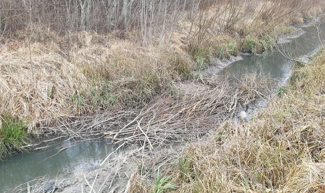 Užterštumas, bebrai ir kitos Šventupio upelio problemos