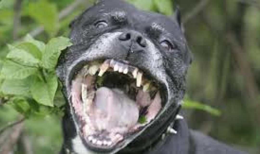 Gyventojai nepritaria peršamai kovinių ir pavojingų šunų kaimynystei